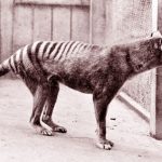 De-extinction company provides a progress report on thylacine efforts