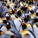 Penguin poop may help preserve Antarctic climate